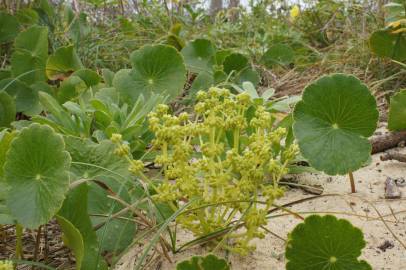 Fotografia da espécie Hydrocotyle bonariensis