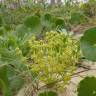 Fotografia 5 da espécie Hydrocotyle bonariensis do Jardim Botânico UTAD