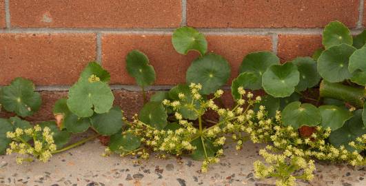 Fotografia da espécie Hydrocotyle bonariensis