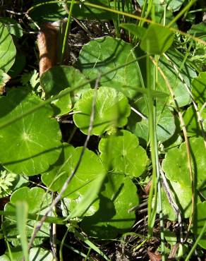 Fotografia 8 da espécie Hydrocotyle bonariensis no Jardim Botânico UTAD