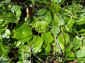 Fotografia da espécie Hydrocotyle bonariensis