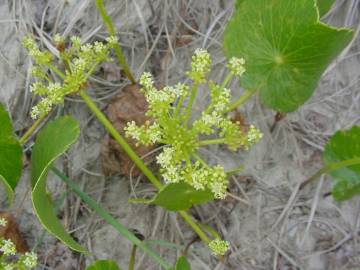 Fotografia da espécie Hydrocotyle bonariensis