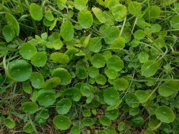 Fotografia da espécie Hydrocotyle bonariensis