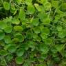 Fotografia 10 da espécie Hydrocotyle bonariensis do Jardim Botânico UTAD