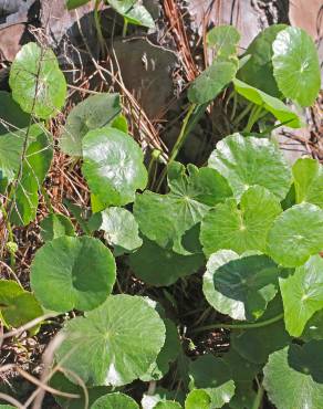 Fotografia 11 da espécie Hydrocotyle bonariensis no Jardim Botânico UTAD