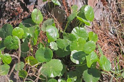 Fotografia da espécie Hydrocotyle bonariensis