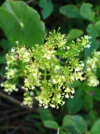 Fotografia da espécie Hydrocotyle bonariensis