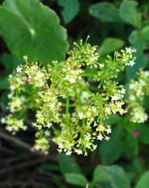 Fotografia 12 da espécie Hydrocotyle bonariensis no Jardim Botânico UTAD