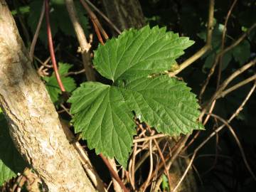 Fotografia da espécie Humulus lupulus