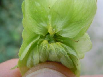 Fotografia da espécie Humulus lupulus