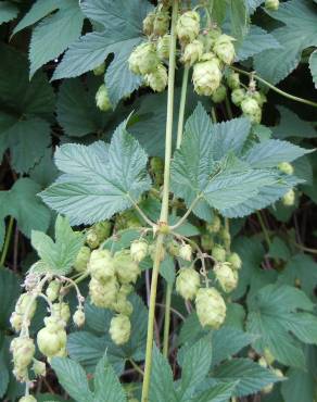 Fotografia 7 da espécie Humulus lupulus no Jardim Botânico UTAD