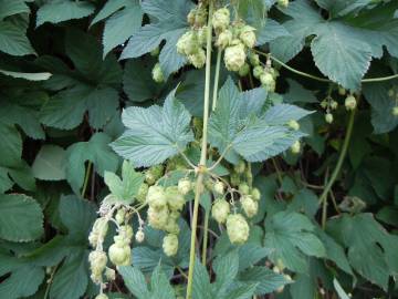 Fotografia da espécie Humulus lupulus