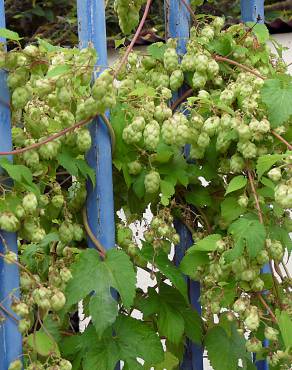 Fotografia 9 da espécie Humulus lupulus no Jardim Botânico UTAD