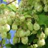 Fotografia 10 da espécie Humulus lupulus do Jardim Botânico UTAD