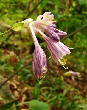 Fotografia 1 da espécie Hosta capitata no Jardim Botânico UTAD