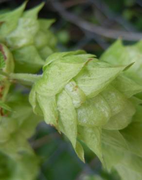 Fotografia 11 da espécie Humulus lupulus no Jardim Botânico UTAD