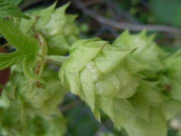 Fotografia da espécie Humulus lupulus