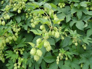 Fotografia da espécie Humulus lupulus