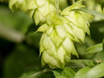 Fotografia da espécie Humulus lupulus