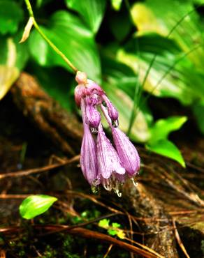 Fotografia 9 da espécie Hosta capitata no Jardim Botânico UTAD