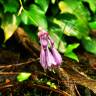 Fotografia 9 da espécie Hosta capitata do Jardim Botânico UTAD