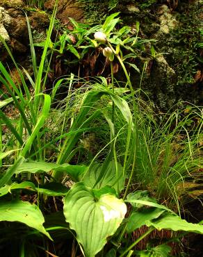 Fotografia 11 da espécie Hosta capitata no Jardim Botânico UTAD