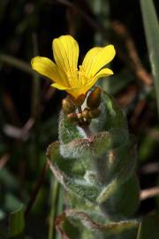 Fotografia da espécie Hypericum elodes