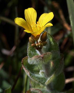 Fotografia 4 da espécie Hypericum elodes no Jardim Botânico UTAD