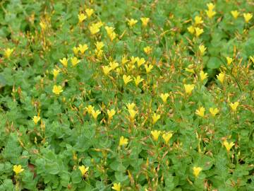 Fotografia da espécie Hypericum elodes