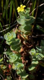 Fotografia da espécie Hypericum elodes