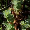 Fotografia 7 da espécie Hypericum elodes do Jardim Botânico UTAD