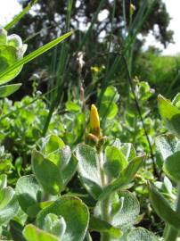 Fotografia da espécie Hypericum elodes