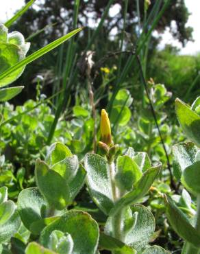 Fotografia 9 da espécie Hypericum elodes no Jardim Botânico UTAD