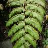 Fotografia 7 da espécie Woodwardia radicans do Jardim Botânico UTAD