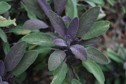 Fotografia da espécie Salvia officinalis var. purpurascens