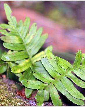 Fotografia 9 da espécie Woodwardia radicans no Jardim Botânico UTAD