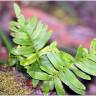 Fotografia 9 da espécie Woodwardia radicans do Jardim Botânico UTAD