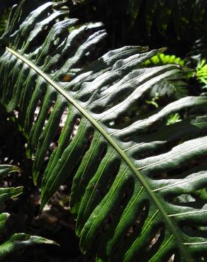 Fotografia 11 da espécie Woodwardia radicans no Jardim Botânico UTAD