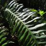 Fotografia 11 da espécie Woodwardia radicans do Jardim Botânico UTAD