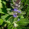 Fotografia 8 da espécie Ajuga pyramidalis subesp. meonantha do Jardim Botânico UTAD