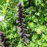 Fotografia 9 da espécie Ajuga pyramidalis subesp. meonantha do Jardim Botânico UTAD