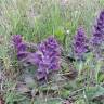 Fotografia 11 da espécie Ajuga pyramidalis subesp. meonantha do Jardim Botânico UTAD