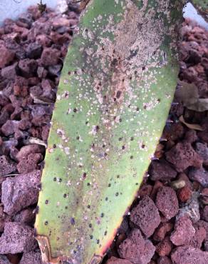 Fotografia 4 da espécie Aloe vera no Jardim Botânico UTAD