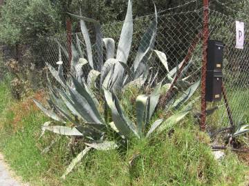 Fotografia da espécie Aloe vera