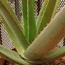 Fotografia 6 da espécie Aloe vera do Jardim Botânico UTAD