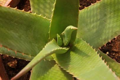 Fotografia da espécie Aloe vera