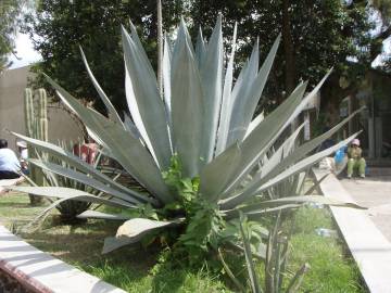 Fotografia da espécie Aloe vera