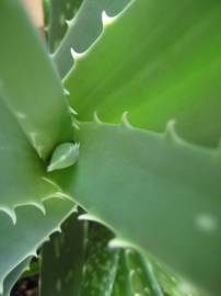 Fotografia da espécie Aloe vera