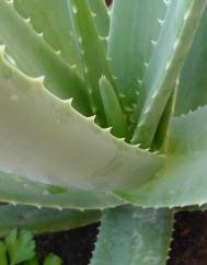 Aloe vera