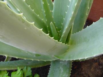 Fotografia da espécie Aloe vera